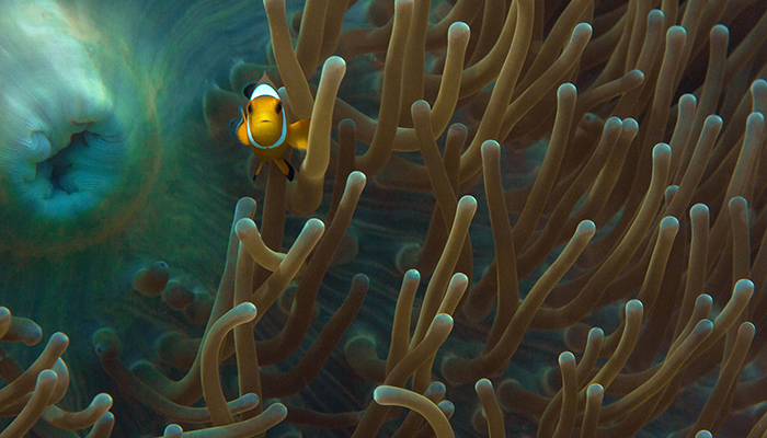 clownfish jpg