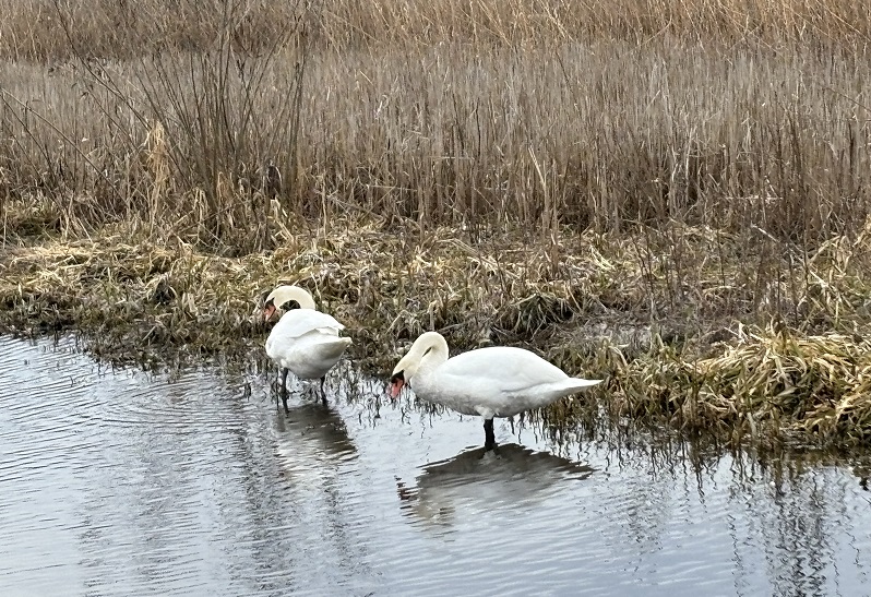 Obedskabara0022