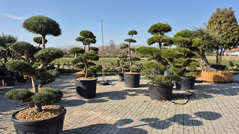 ukrasno-bilje3 ukrasno-bilje3