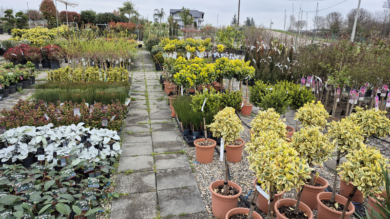 ukrasno-bilje4 ukrasno-bilje4